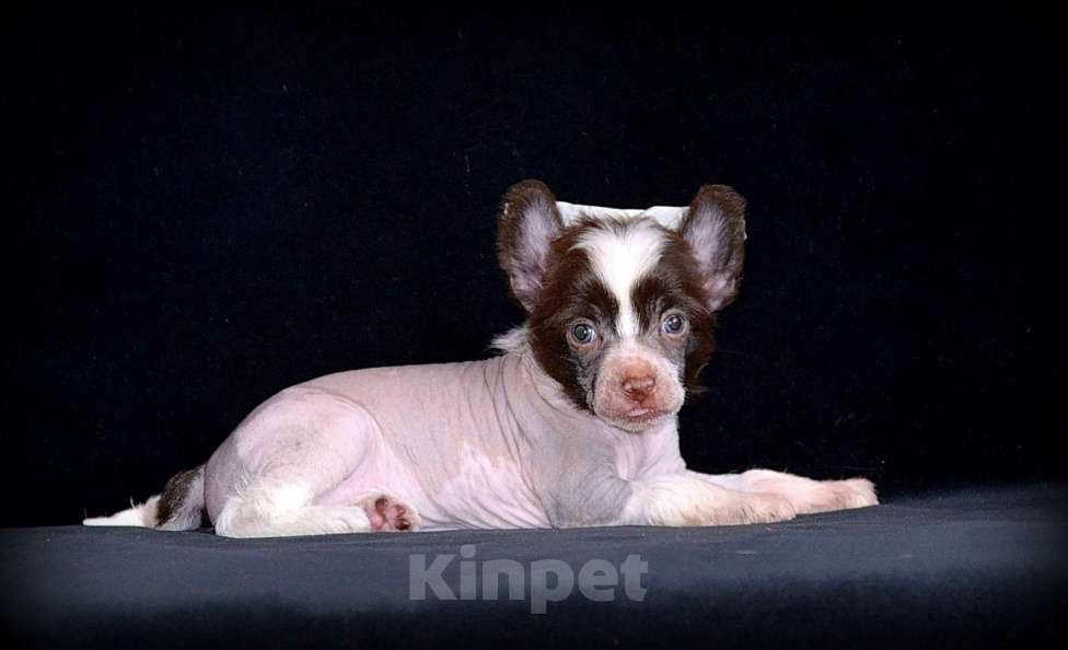 Собаки в Екатеринбурге: Чистопородные щенки КХС редкого шоколадного окраса Мальчик, 40 000 руб. - фото 1