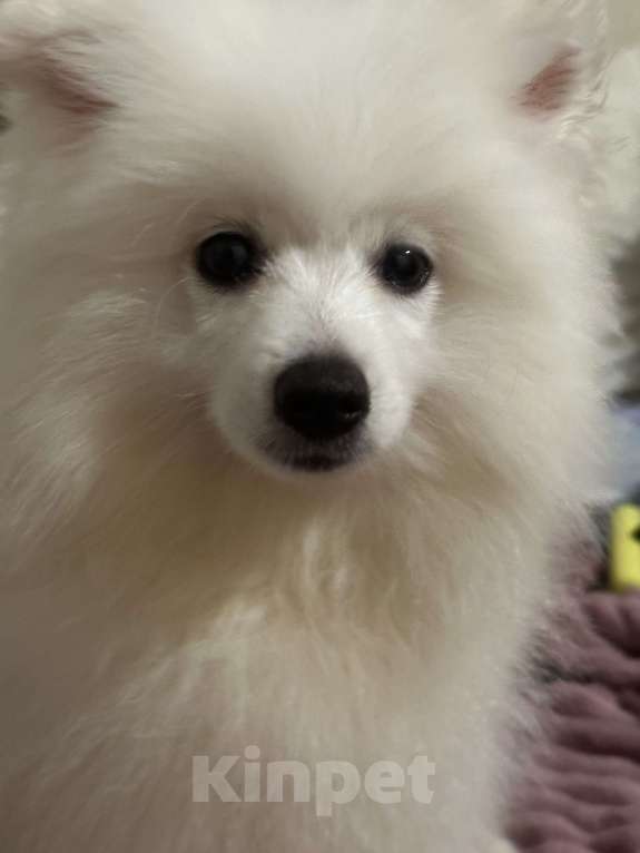 Собаки в Москве: Белый малый немецкий шпиц Мальчик, 35 000 руб. - фото 3