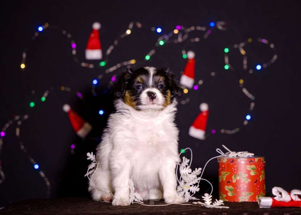 Собаки в Нижнем Новгороде: Щенок породы Континентальный той спаниель Папийон Девочка, Бесплатно - фото 4
