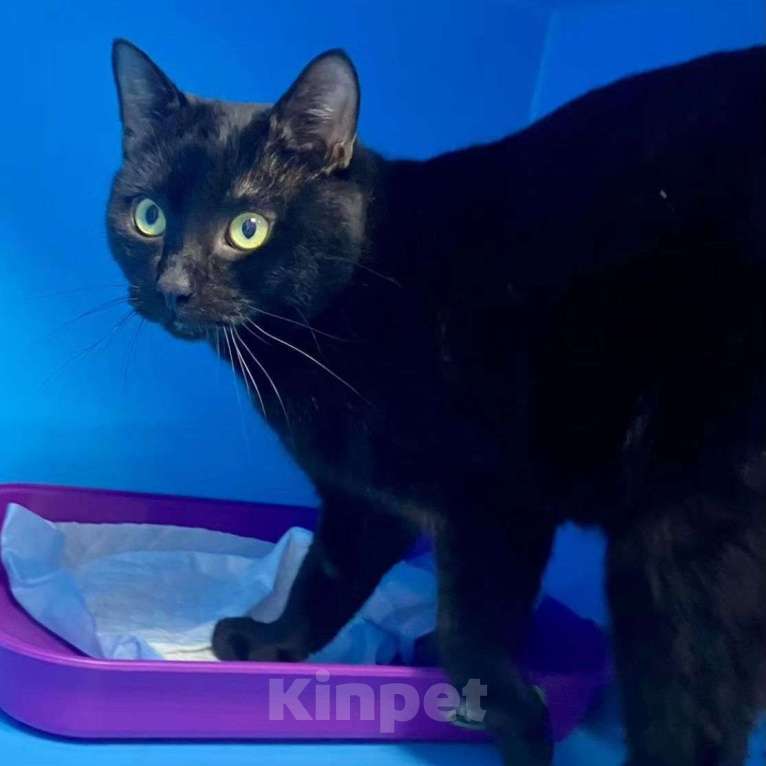 Кошки в Москве: Амура вернули 💔 Мальчик, Бесплатно - фото 3