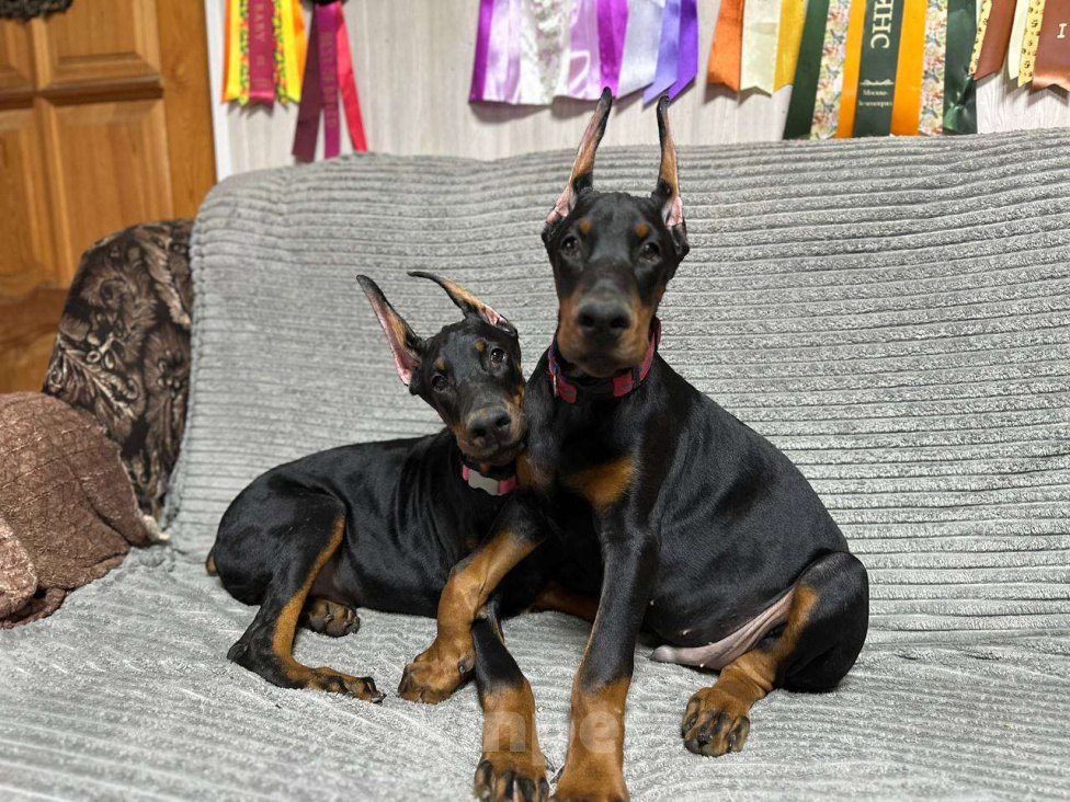 Собаки в Клине: Кобель 3,5 мес. Мальчик, 90 000 руб. - фото 4