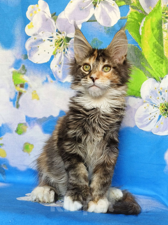 Кошки в Москве: Котёнок Мейн-кун Полидакт Девочка Девочка, 80 000 руб. - фото 3