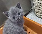 Кошки в Уссурийске: Продам шотландского прямоухого котенка Девочка, 5 111 руб. - фото 3