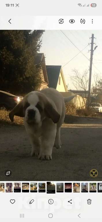 Собаки в Самаре: Малыши сенбернара Мальчик, 80 000 руб. - фото 7