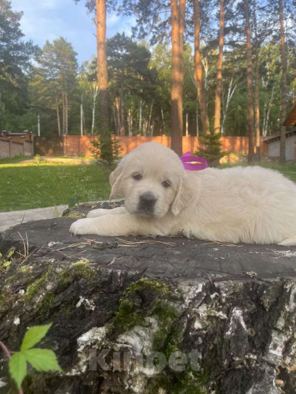 Собаки в Кемерово: Щенок золотистого ретривера Девочка, 80 000 руб. - фото 1