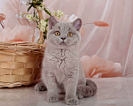 Кошки в Санкт-Петербурге: Британская милашка - сладкая мордашка Девочка, 50 000 руб. - фото 1