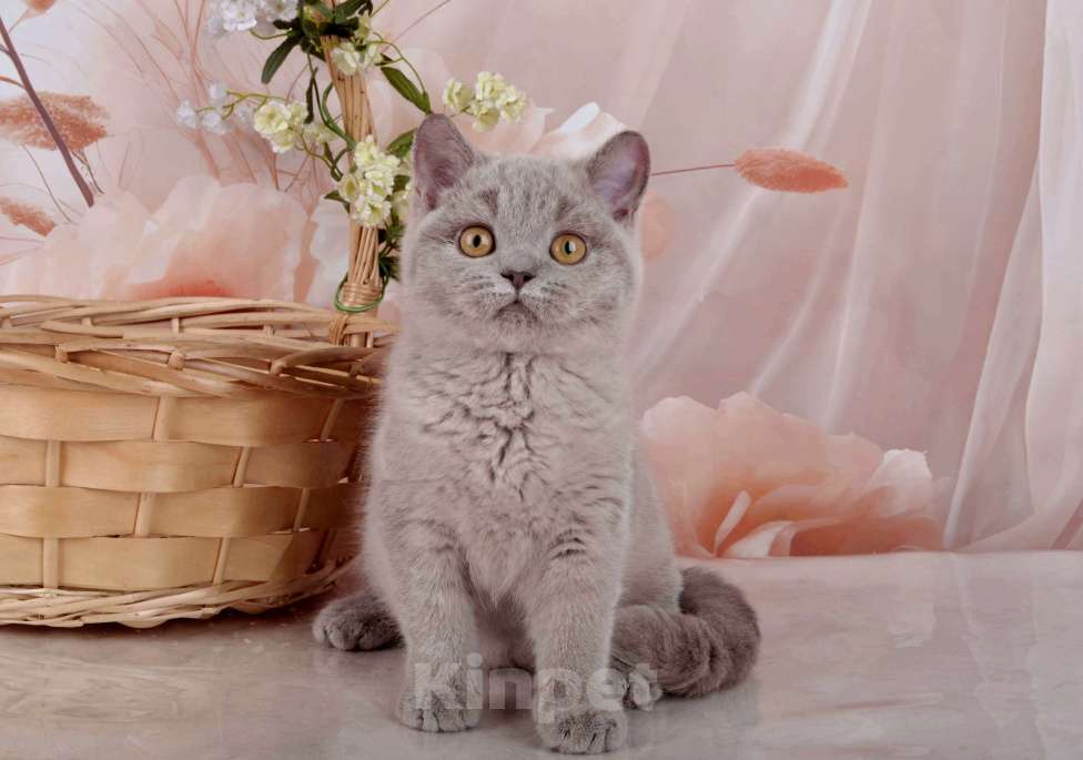 Кошки в Санкт-Петербурге: Британская милашка - сладкая мордашка Девочка, 50 000 руб. - фото 1