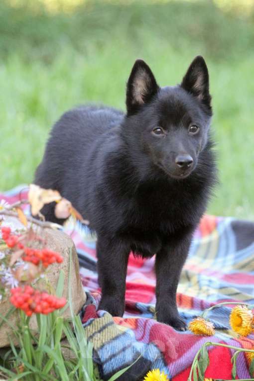 Собаки в других городах Московской области: красавец мальчик Мальчик, 60 000 руб. - фото 4