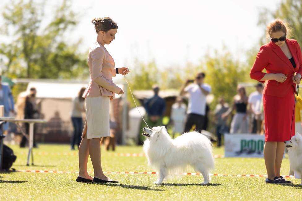 Собаки в Москве: Японский шпиц Чемпион вязка  Мальчик, Бесплатно - фото 4