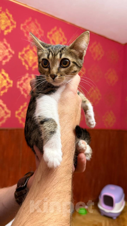 Кошки в Москве: Котёнок Масяня ищет дом Девочка, Бесплатно - фото 6