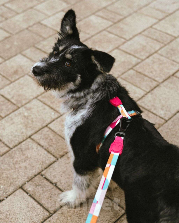 Собаки в Москве: Щенок в добрые руки  Девочка, Бесплатно - фото 3