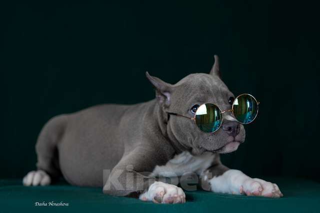 Собаки в Москве: Вульф Стай Ксения Девочка, 150 000 руб. - фото 4