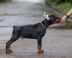 Собаки в Зеленограде: Кобель добермана 2 мес Мальчик, 100 000 руб. - фото 4