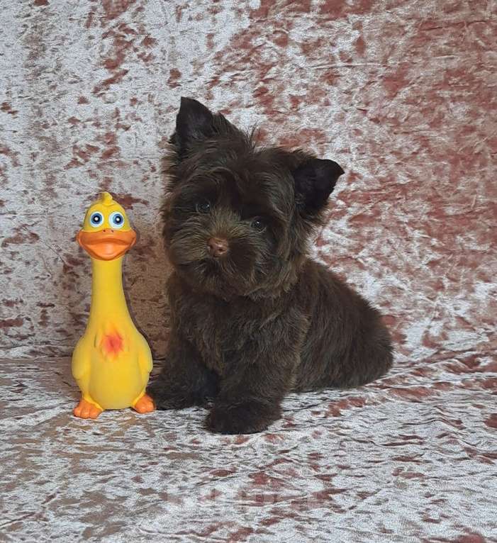 Собаки в Санкт-Петербурге: Шоколадный йорк девочка без подпала Девочка, 120 000 руб. - фото 2