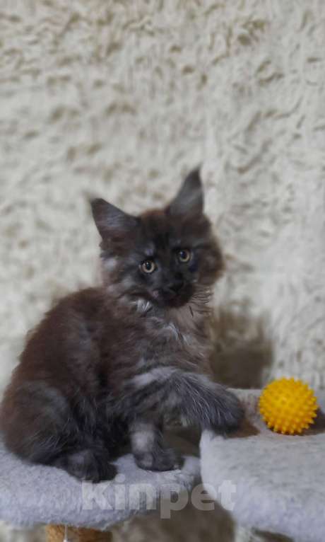 Кошки в Тюмени: Котята Мейн-кунята😍 Мальчик, 9 999 руб. - фото 1