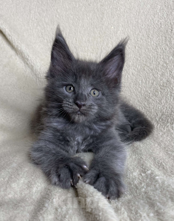 Кошки в Дмитрове: Голубой солидный мальчик мейн кун Willis Мальчик, 40 000 руб. - фото 1