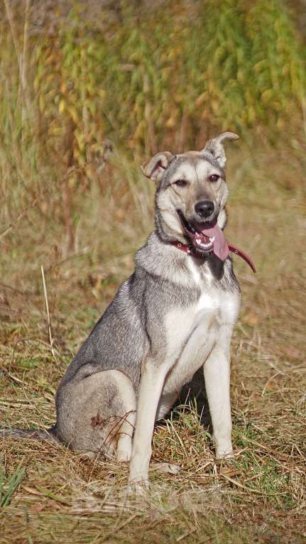 Собаки в Ногинске: Мэй - забавная собачка совсем юного возраста ждет свою семью в приюте! Девочка, Бесплатно - фото 3