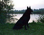Собаки в Грязи: Вязка, 5 000 руб. - фото 4