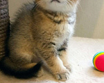Кошки в Болхове: Шотландский малыш страйт, 17 000 руб. - фото 1