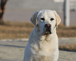 Собаки в Владивостоке: Щенок лабрадора Мальчик, 50 000 руб. - фото 1