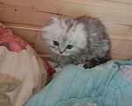 Кошки в Москве: Продается котенок Скоттиш фолд Мальчик, 7 000 руб. - фото 3