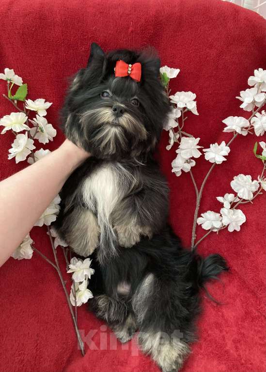 Собаки в Москве: Чёрный йорк подрощенная девочка стандарт Девочка, 90 000 руб. - фото 4