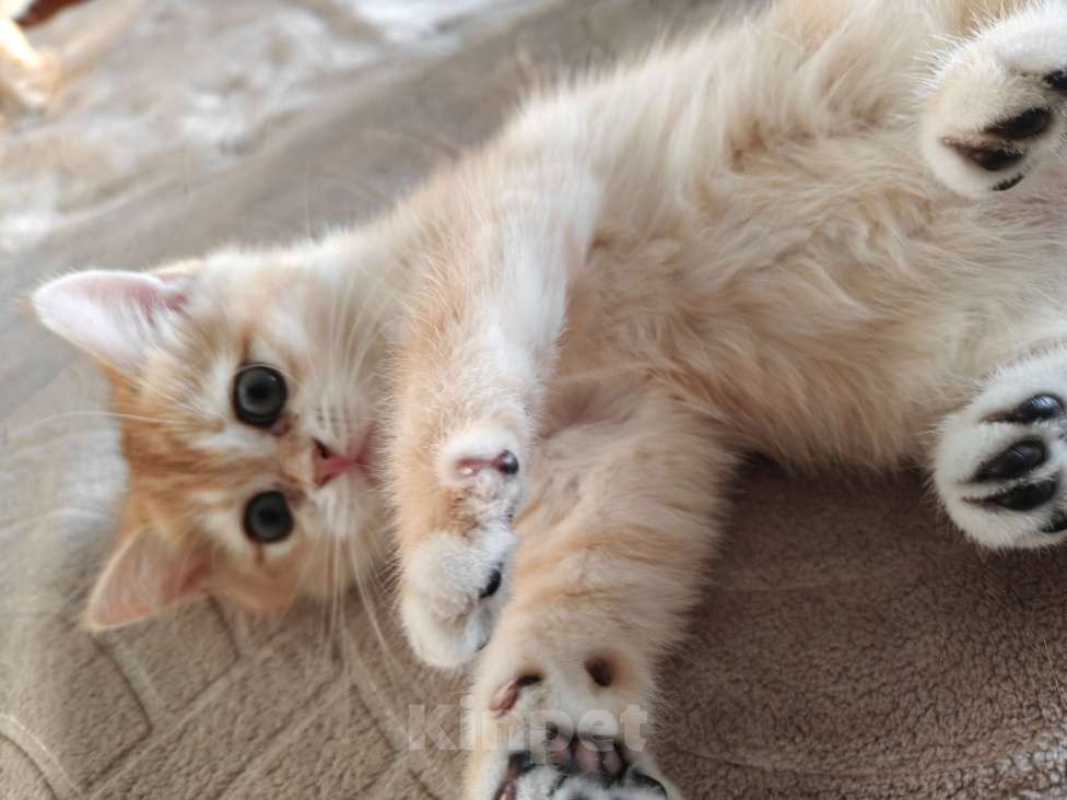 Кошки в Москве: Шотландские золотые котята Девочка, Бесплатно - фото 7