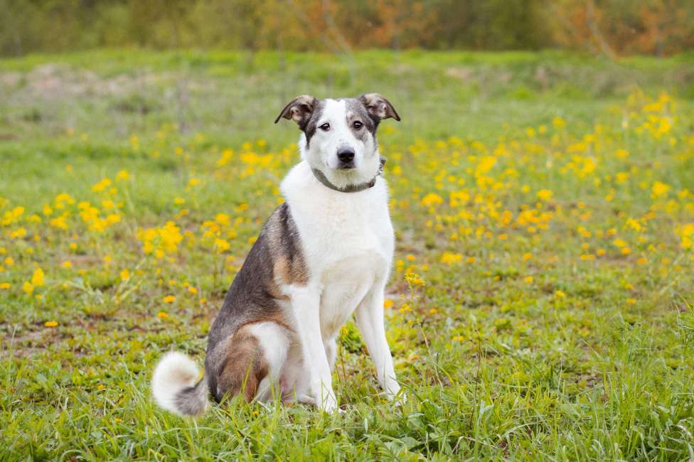 Собаки в Москве: Ласковая девочка в добрые руки. Собака из приюта ищет дом Девочка, Бесплатно - фото 9