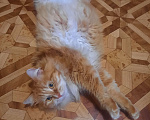 Кошки в Домодедово: Продаю кота Мальчик, 50 руб. - фото 1