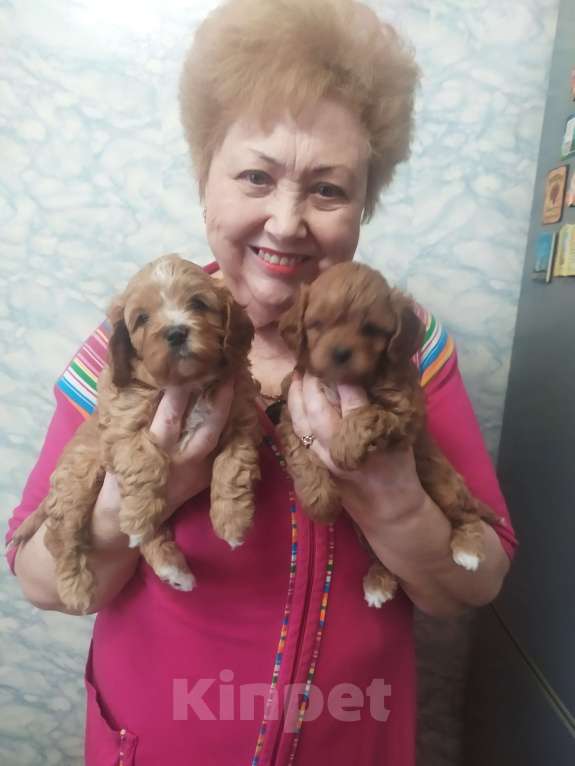 Собаки в Москве: Щенок Кавапу  Мальчик, 65 000 руб. - фото 1