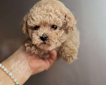 Собаки в Ростове-на-Дону: Мальтипу девочка мини Девочка, 100 000 руб. - фото 5