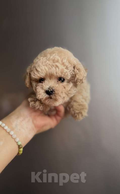 Собаки в Ростове-на-Дону: Мальтипу девочка мини Девочка, 100 000 руб. - фото 5