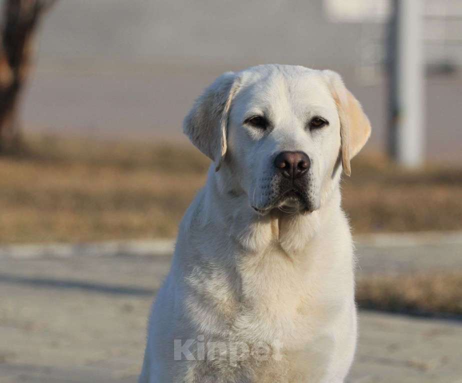 Собаки в Владивостоке: Щенок лабрадора Мальчик, 50 000 руб. - фото 1