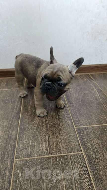 Собаки в Белореченске: Французский бульдог Мальчик, Бесплатно - фото 4