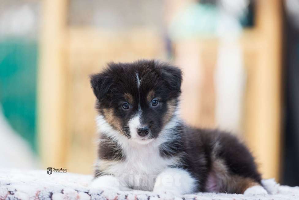Собаки в Москве: Австралийская овчарка, аусси Мальчик, 50 000 руб. - фото 2