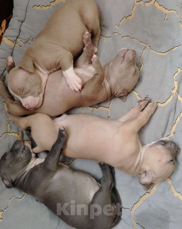 Собаки в Кинели: Американский булли Классик⬆️XL⬇️ Мальчик, Бесплатно - фото 3