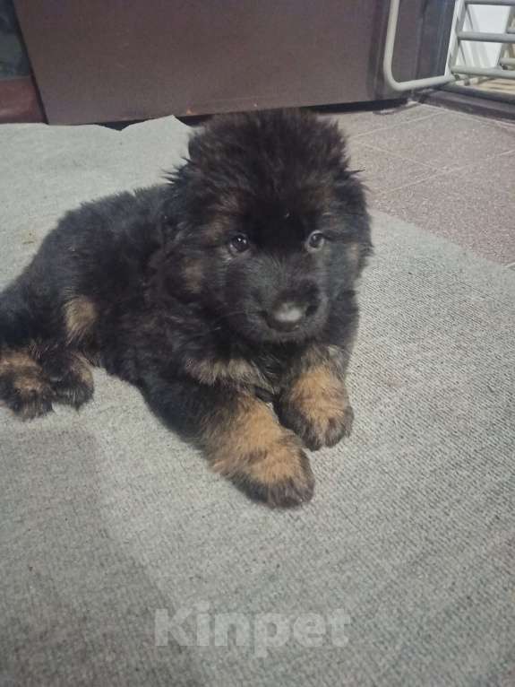 Собаки в Москве: Немецкая овчарка Мальчик, 35 000 руб. - фото 4