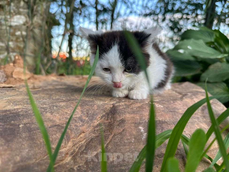 Кошки в Москве: Ласковый котёнок Бован в добрые руки Мальчик, Бесплатно - фото 2