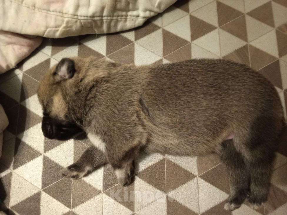 Собаки в Котласе: Щенята от умной овчарки  Мальчик, Бесплатно - фото 9