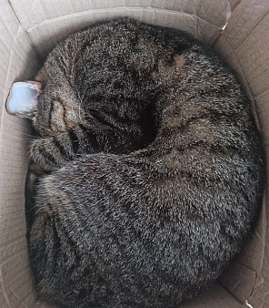 Отдадим в добрые руки