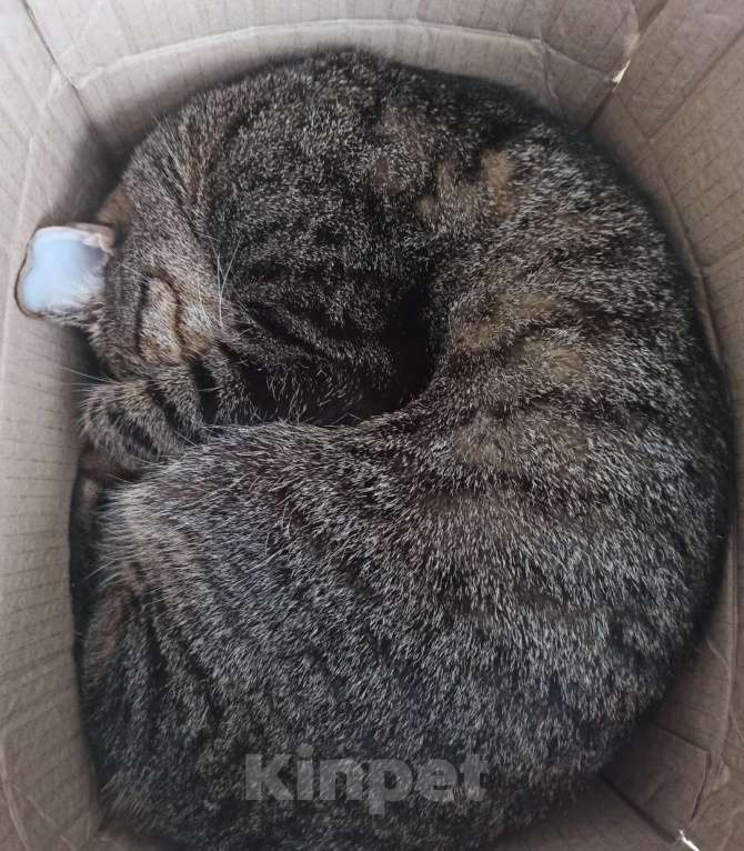 Кошки в Москве: Отдадим в добрые руки Мальчик, Бесплатно - фото 1