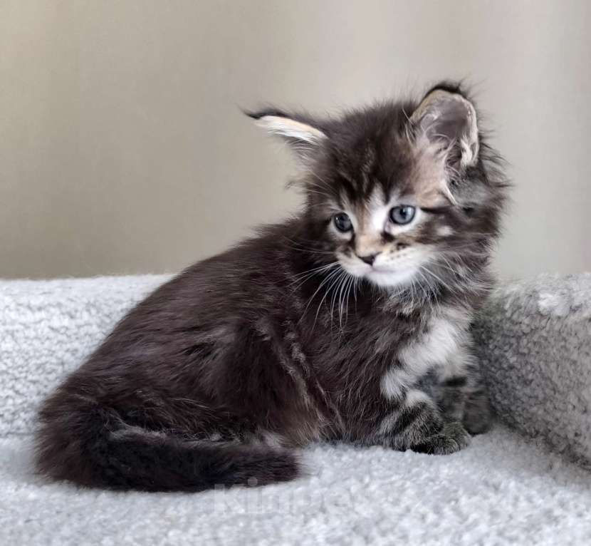 Кошки в Санкт-Петербурге: Котенок мейн-кун полидакт на передние лапы 6/6/4/4 Мальчик, 80 000 руб. - фото 1