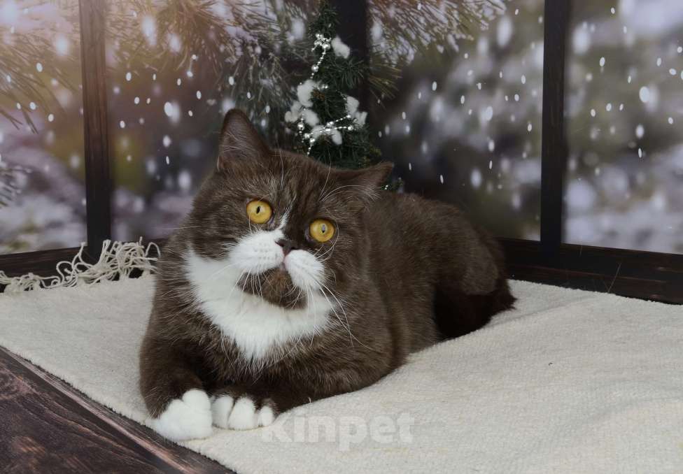 Кошки в Санкт-Петербурге: Британская кошечка шоколадный биколор Девочка, 33 000 руб. - фото 6