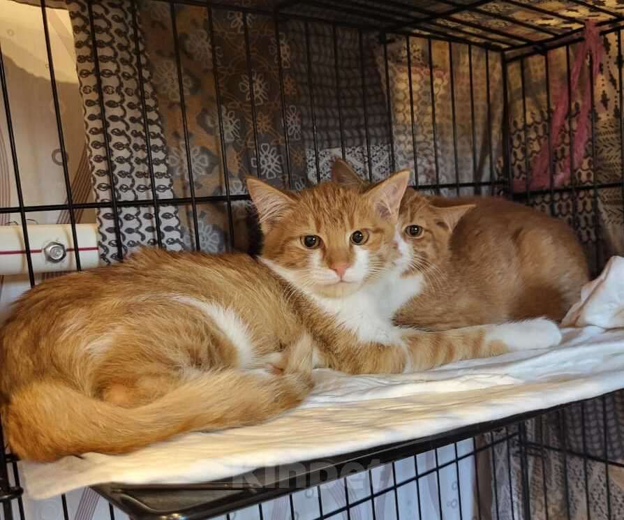 Кошки в Москве: Рыжие котята в добрые руки Мальчик, 1 руб. - фото 6