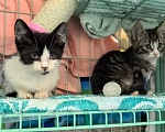 Кошки в Санкт-Петербурге: Котятам нужен дом Мальчик, Бесплатно - фото 2