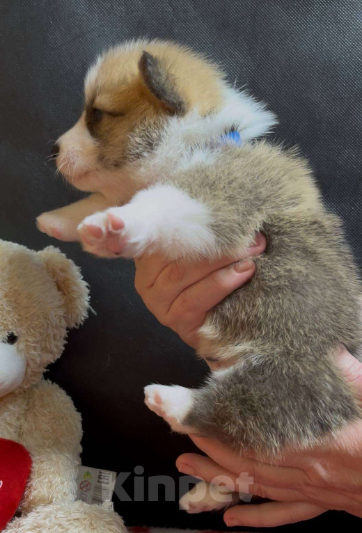 Собаки в других городах Московской области: Вельш корги пемброк щенок  Мальчик, 60 000 руб. - фото 5