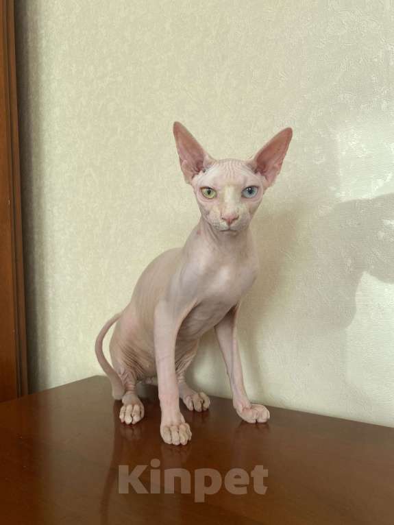 Кошки в Москве: Разноглазый мальчик Мальчик, 60 000 руб. - фото 6