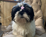 Собаки в Новосибирске: Ши тцу Мальчик, 30 000 руб. - фото 3