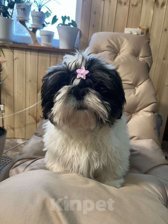 Собаки в Новосибирске: Ши тцу Мальчик, 30 000 руб. - фото 3