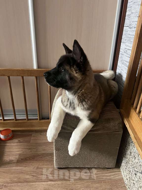 Собаки в Омске: Щенок Американской Акиты Девочка, 50 000 руб. - фото 1